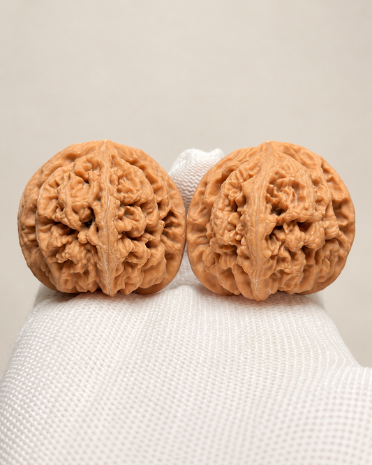 Walnut Pair, Broad Raised Ridges